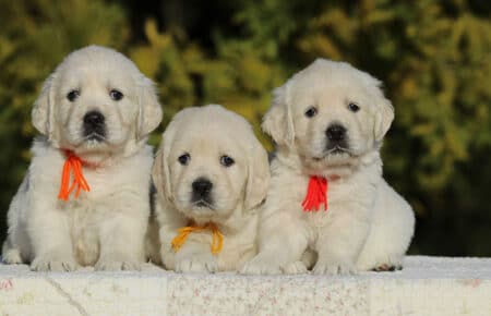 GEMMA CUCCIOLO FEMMINA GOLDEN RETRIEVER SAN NICOLO 6202