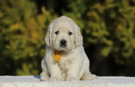 GEMMA CUCCIOLO FEMMINA GOLDEN RETRIEVER SAN NICOLO 6213