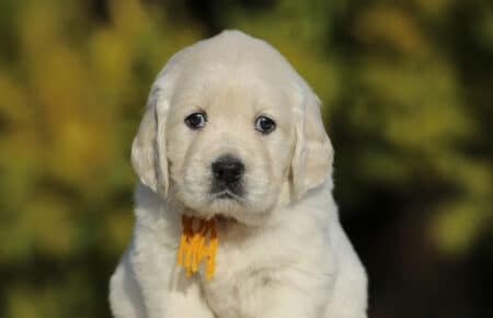 GEMMA CUCCIOLO FEMMINA GOLDEN RETRIEVER SAN NICOLO 6214