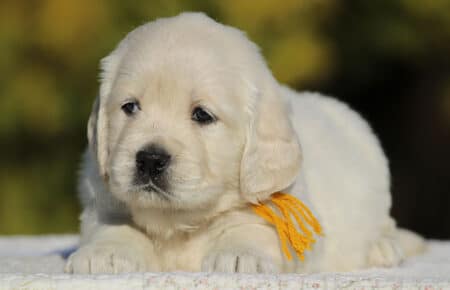 GEMMA CUCCIOLO FEMMINA GOLDEN RETRIEVER SAN NICOLO 6221