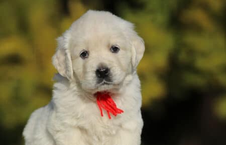 GEMMA CUCCIOLO FEMMINA GOLDEN RETRIEVER SAN NICOLO 6235