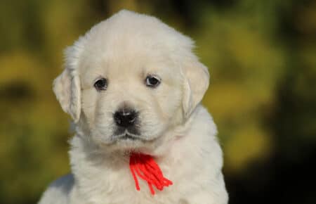 GEMMA CUCCIOLO FEMMINA GOLDEN RETRIEVER SAN NICOLO 6243