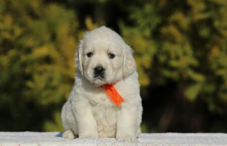 GEMMA CUCCIOLO FEMMINA GOLDEN RETRIEVER SAN NICOLO 6253