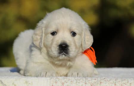 GEMMA CUCCIOLO FEMMINA GOLDEN RETRIEVER SAN NICOLO 6275