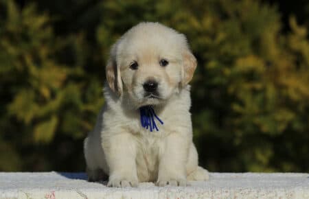 GEMMA CUCCIOLO MASCHIO GOLDEN RETRIEVER SAN NICOLO 6093