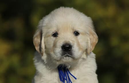 GEMMA CUCCIOLO MASCHIO GOLDEN RETRIEVER SAN NICOLO 6095