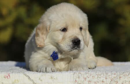 GEMMA CUCCIOLO MASCHIO GOLDEN RETRIEVER SAN NICOLO 6097
