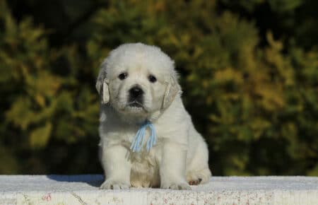 GEMMA CUCCIOLO MASCHIO GOLDEN RETRIEVER SAN NICOLO 6106