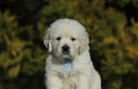 GEMMA CUCCIOLO MASCHIO GOLDEN RETRIEVER SAN NICOLO 6111