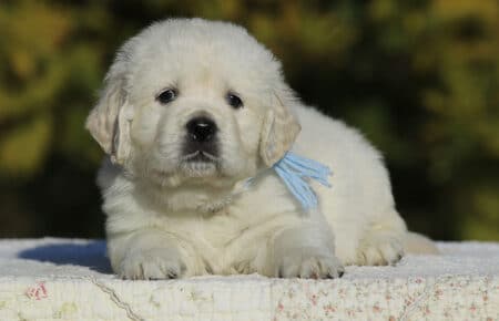 GEMMA CUCCIOLO MASCHIO GOLDEN RETRIEVER SAN NICOLO 6115