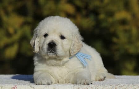 GEMMA CUCCIOLO MASCHIO GOLDEN RETRIEVER SAN NICOLO 6117