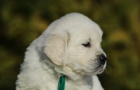 GEMMA CUCCIOLO MASCHIO GOLDEN RETRIEVER SAN NICOLO 6129
