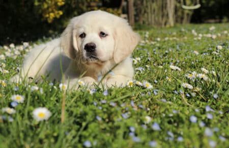 GEMMA MASCHIO GOLDEN DISPONIBILE 6675