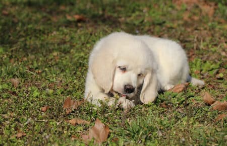 GEMMA MASCHIO GOLDEN DISPONIBILE 6646