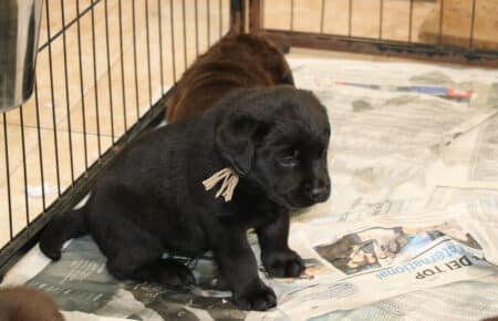 CHELSEA CUCCIOLI DI LABRADOR NERO E CHOCOLATE SAN NICOLO 6418