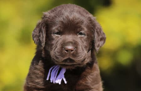 CHELSEA CUCCIOLO DI LABRADOR FEMMINA CHOCOLATE SAN NICOLO 6581