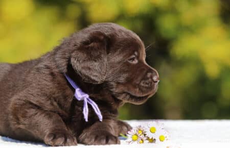 CHELSEA CUCCIOLO DI LABRADOR FEMMINA CHOCOLATE SAN NICOLO 6587