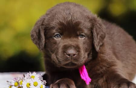 CHELSEA CUCCIOLO DI LABRADOR FEMMINA CHOCOLATE SAN NICOLO 6609