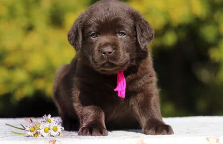 CHELSEA CUCCIOLO DI LABRADOR FEMMINA CHOCOLATE SAN NICOLO 6613