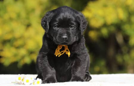 CHELSEA CUCCIOLO DI LABRADOR FEMMINA NERA SAN NICOLO 6566
