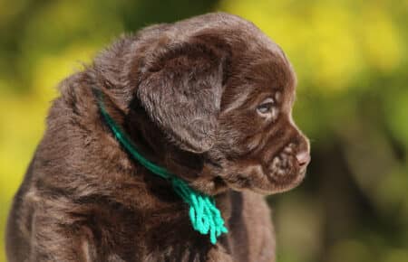 CHELSEA CUCCIOLO DI LABRADOR MASCHIO CHOCOLATE SAN NICOLO 6514