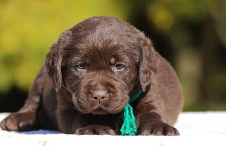 CHELSEA CUCCIOLO DI LABRADOR MASCHIO CHOCOLATE SAN NICOLO 6521