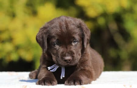 CHELSEA CUCCIOLO DI LABRADOR MASCHIO CHOCOLATE SAN NICOLO 6537