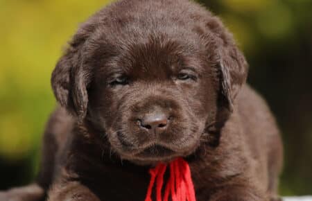 CHELSEA CUCCIOLO DI LABRADOR MASCHIO CHOCOLATE SAN NICOLO 6544