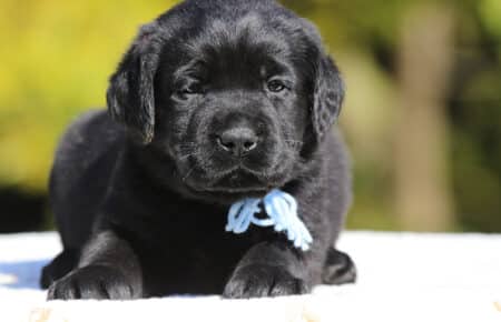 CHELSEA CUCCIOLO DI LABRADOR MASCHIO NERO SAN NICOLO 6462