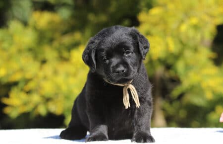 CHELSEA CUCCIOLO DI LABRADOR MASCHIO NERO SAN NICOLO 6483