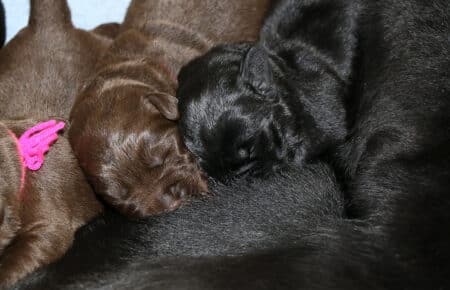 CHELSI CUCCIOLI DI LABRADOR NERI E CHOCOLATE SAN NICOLO 6294