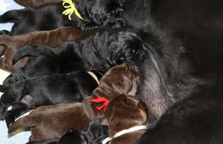 CHELSI CUCCIOLI DI LABRADOR NERI E CHOCOLATE SAN NICOLO 6300