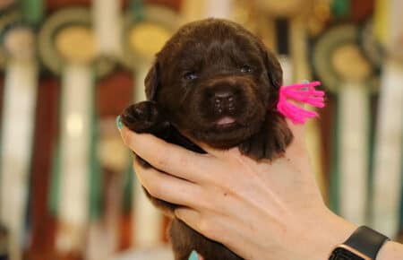 CHELSY CUCCIOLI DI LABRADOR FEMMINA CHOCOLATE SAN NICOLO 6367