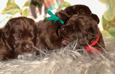 CHELSY CUCCIOLI DI LABRADOR MASCHI CHOCOLATE SAN NICOLO 6330