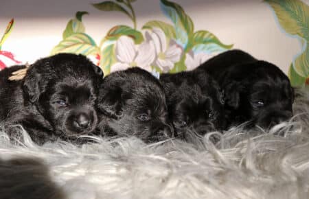 CHELSY CUCCIOLI DI LABRADOR MASCHII NERO SAN NICOLO 6304