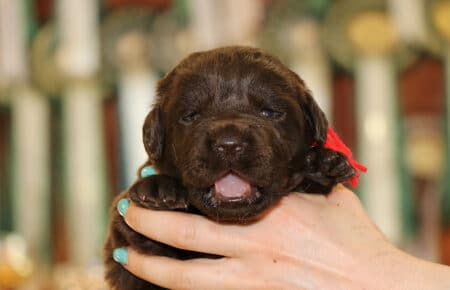 CHELSY CUCCIOLI DI LABRADOR MASCHIO CHOCOLATE SAN NICOLO 6352