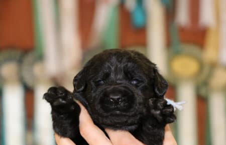 CHELSY CUCCIOLI DI LABRADOR MASCHIO NERO SAN NICOLO 6318