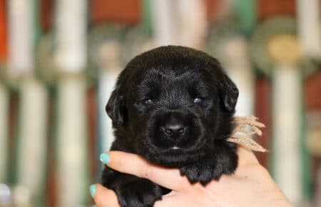 CHELSY CUCCIOLI DI LABRADOR MASCHIO NERO SAN NICOLO 6327