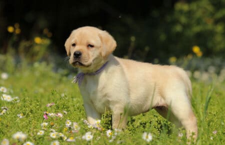 RED MINA CUCCIOLI DI LABRADOR GIALLI SAN NICOLO 7157