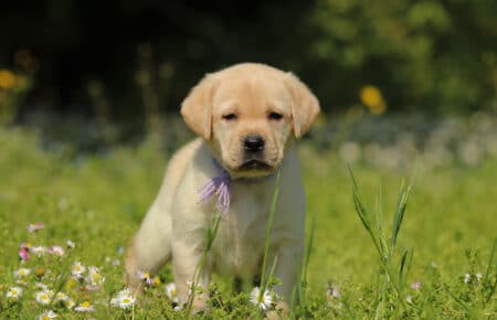 RED MINA CUCCIOLI DI LABRADOR GIALLI SAN NICOLO 7161