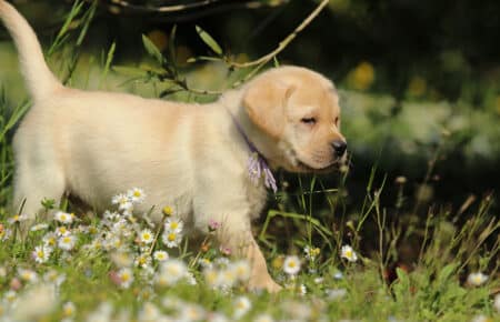 RED MINA CUCCIOLI DI LABRADOR GIALLI SAN NICOLO 7164