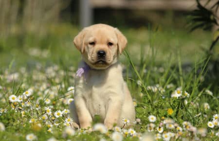 RED MINA CUCCIOLI DI LABRADOR GIALLI SAN NICOLO 7177
