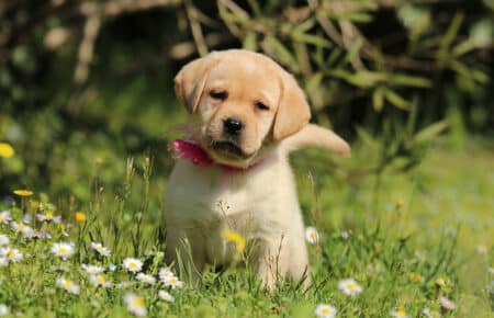 RED MINA CUCCIOLI DI LABRADOR GIALLI SAN NICOLO 7180
