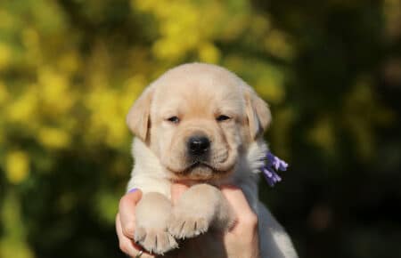 RED MINA CUCCIOLI LABRADOR GIALLI SAN NICOLO 6830