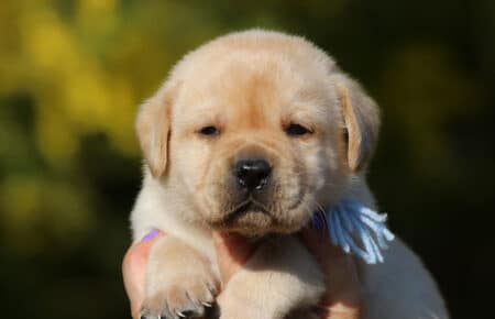 RED MINA CUCCIOLI LABRADOR GIALLI SAN NICOLO 6836