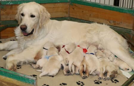 EMMA CUCCIOLATA DI GOLDEN RETRIEVER SAN NICOLO 6436