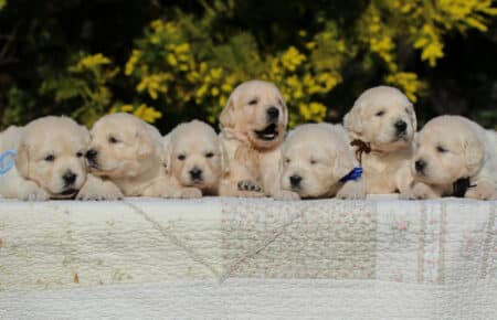 EMMA CUCCIOLI DI GOLDEN RETRIEVER SAN NICOLO 6704