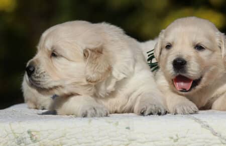 EMMA CUCCIOLI DI GOLDEN RETRIEVER SAN NICOLO 6708
