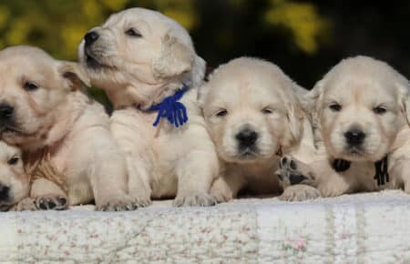 EMMA CUCCIOLI DI GOLDEN RETRIEVER SAN NICOLO 6710