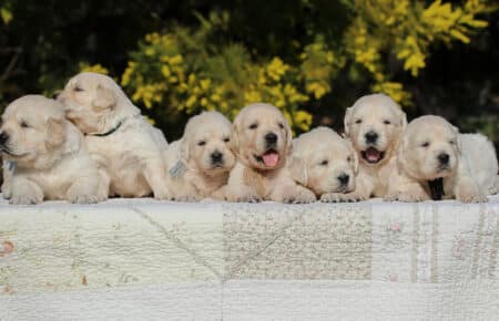 EMMA CUCCIOLI DI GOLDEN RETRIEVER SAN NICOLO 6712